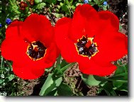 tulipán