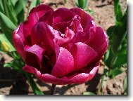tulipán