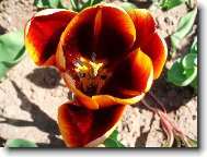 tulipán
