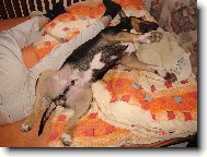 Apollo - odpolední siesta