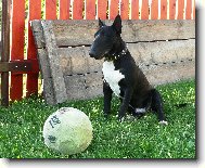 Ozzy a balón