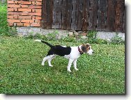 naše Sindy
