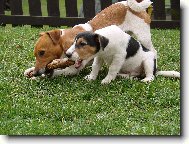 Jack russell Teriér