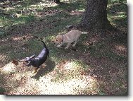10 měsíční kříženec Krysaříka a Jezevčíka s Labradorkou 3 měsiční