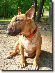 Hariet Čechia Bull