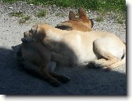 Odpolední siesta.