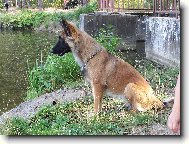 Elí 9 měsíců malinois
