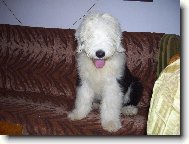 Bobtail Bobeš z Mostu