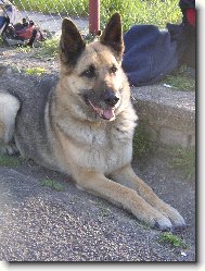 Brituška