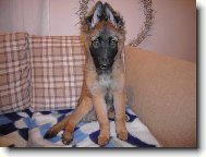 ELÍ 3 MĚSÍCE....MALINOIS