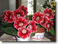 gloxínia
