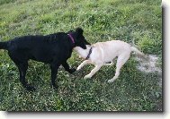 Flat coated retriever a Labradorský retrievr