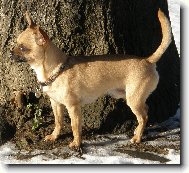 Fenri (Reino-Chi ze Sídlberku)