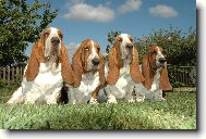 Basseti Lady Barnett´s