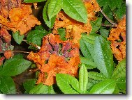 Azalka opadavá
