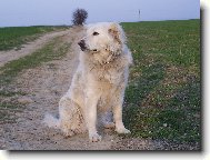 slovenský čuvač