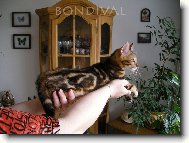 Bengálska mramorovaná kočička