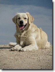 Golden retriever Britt - kopeček