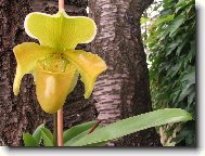 Paphiopedilum -temperované