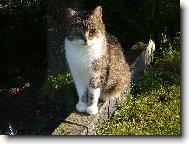 Žofinka