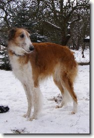 Pallida Aglaja - CHS z Višňového květu