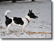 Čiko