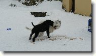Brixa a Karča