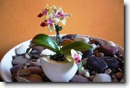 maličká phalaenopsis