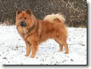 Eurasier na sněhu