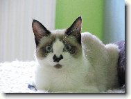 Miuška