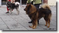 Eurasier - psi šampioni