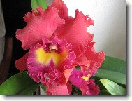 Lc. TAINAN CITY¨ &quot;General&quot;