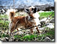 čivava Sisi - Celestine Jolly Pixie