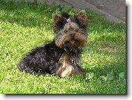 Jessie - jako psí modelka
