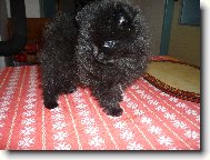 ŠTĚNĚ POMERANIAN