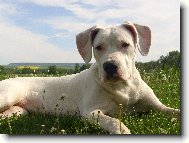 DAFNÉ