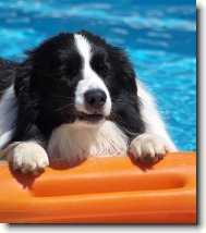 Border Collie Krmelín