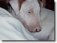 Albínek
