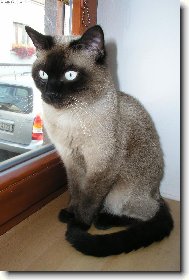 Matýsek