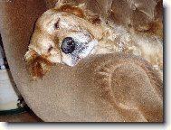 polední siesta