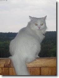 Adámek
