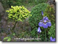 Čarověník smrku východního Picea orientalis &quot;Tom thumb Gold&quot;