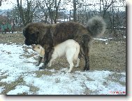 Naši pejsci labradorka Kettynka a kavkazák Hugo