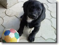 Broček