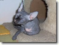 kanadský sphynx