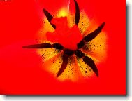 Tulipán