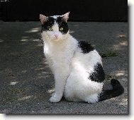 KOČA
