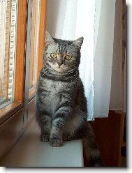 Dáda