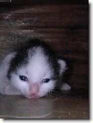 Koťátko