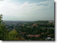 Růžová kráska